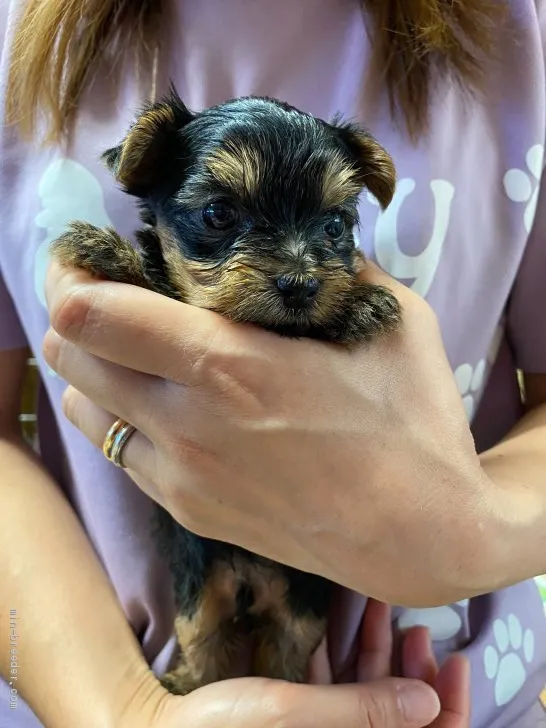 ID:2007-02556の子犬