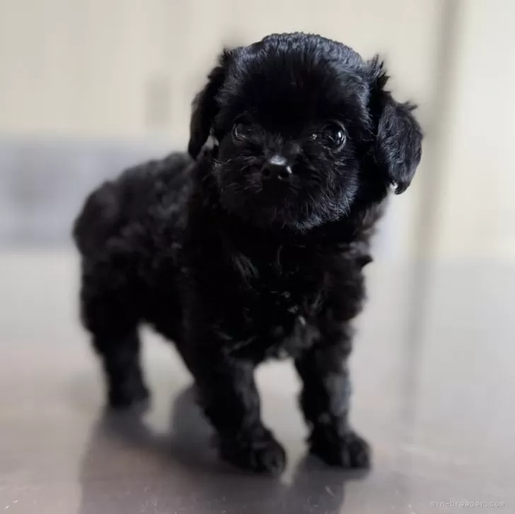 ID:2409-02005の子犬