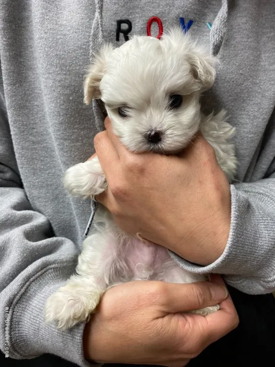 ID：2002-03023の子犬