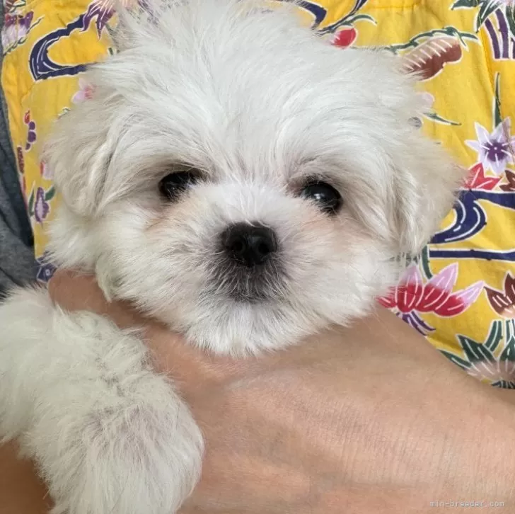 ID:2403-03520の子犬