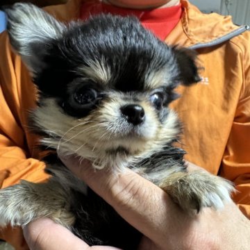 チワワ(ロング)【静岡県・女の子・2024年3月4日・ブラッククリーム】の写真「お顔の詰まった女の子」