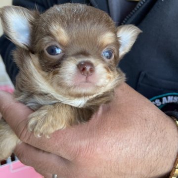 チワワ(ロング)【静岡県・女の子・2023年12月2日・チョコタン】の写真「小さな女の子。」