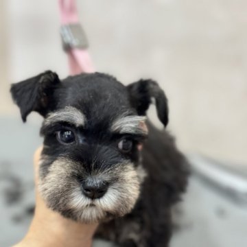 ミニチュアシュナウザー【静岡県・女の子・2024年4月4日・ブラックシルバー】の写真「今月いっぱいの募集です。」