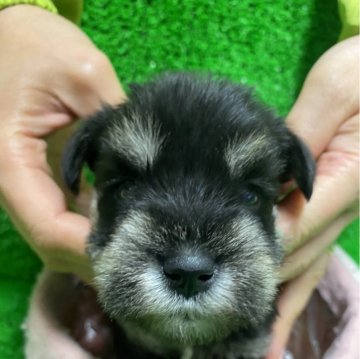 ミニチュアシュナウザー【静岡県・男の子・2024年1月12日・ブラックシルバー】の写真「キレイな色のイケメン君。」