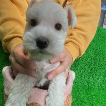 ミニチュアシュナウザー【静岡県・女の子・2023年9月22日・ホワイト】の写真「優しい女の子。」