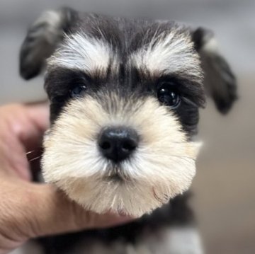 ミニチュアシュナウザー【静岡県・女の子・2024年9月8日・ブラックシルバー】の写真「激可愛シュナちゃん」