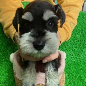 ミニチュアシュナウザー【静岡県・女の子・2023年9月22日・ブラックシルバー】の写真「とびっきりの美人さん。」