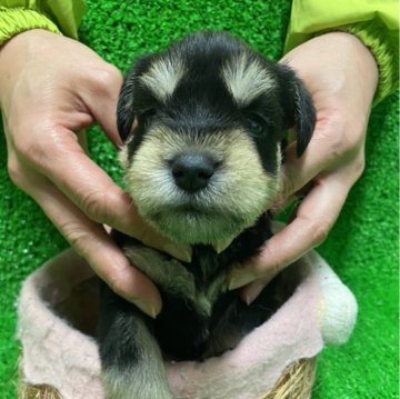 ミニチュアシュナウザー【静岡県・男の子・2024年1月12日・ブラックシルバー】の写真「元気な僕です。」