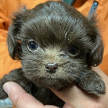 チワプー(トイプードル×チワワ)【静岡県・女の子・2023年12月17日・チョコ】の写真「レアカラーのチワプーちゃん。」