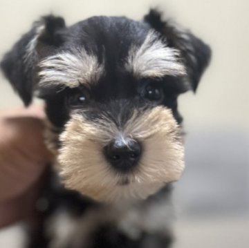 ミニチュアシュナウザー【静岡県・男の子・2024年8月4日・ブラックシルバー】の写真「イケメン王子」
