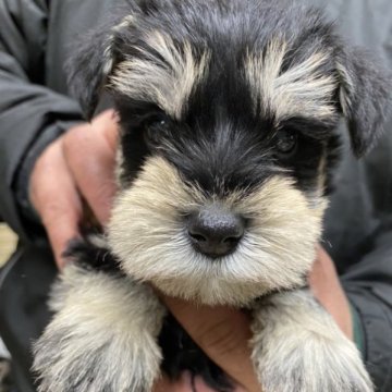 ミニチュアシュナウザー【静岡県・男の子・2022年12月2日・ブラックシルバー】の写真「イケメン君です。」