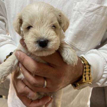 ミニチュアシュナウザー【静岡県・女の子・2022年10月2日・ホワイト】の写真「イケメン君です。」