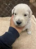 ゴールデンレトリバー【静岡県・男の子・2020年10月22日・ゴールデン】の写真3