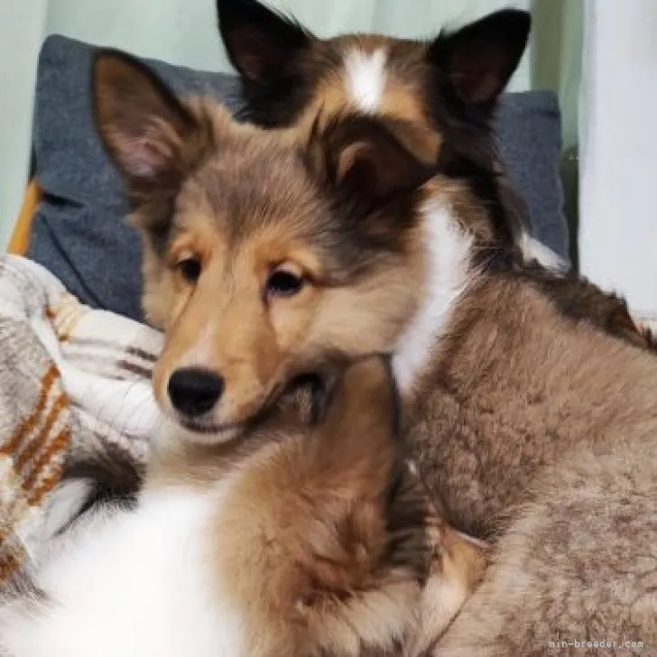 ID:2310-03357の子犬