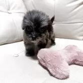 チワプー(チワワ×トイプードル)【愛媛県・男の子・2025年7月8日・ブルーマール】の写真10