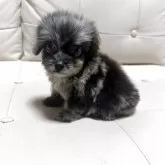 チワプー(チワワ×トイプードル)【愛媛県・男の子・2025年7月8日・ブルーマール】の写真1「体重650ｇの小柄な男の子です。甘えん坊で人懐っこい性格です！」