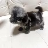 チワプー(チワワ×トイプードル)【愛媛県・男の子・2025年7月8日・ブルーマール】の写真8