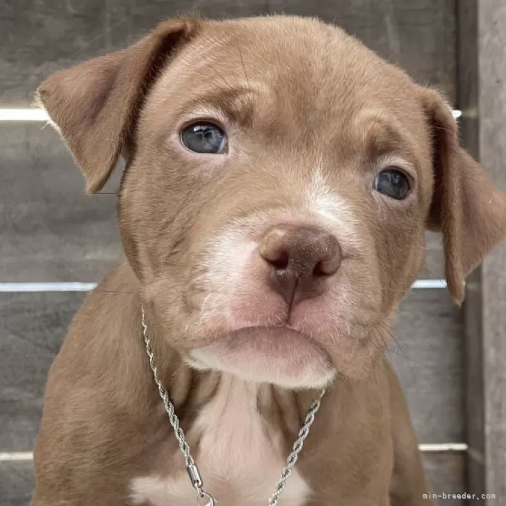 KEN 様のお迎えした子犬