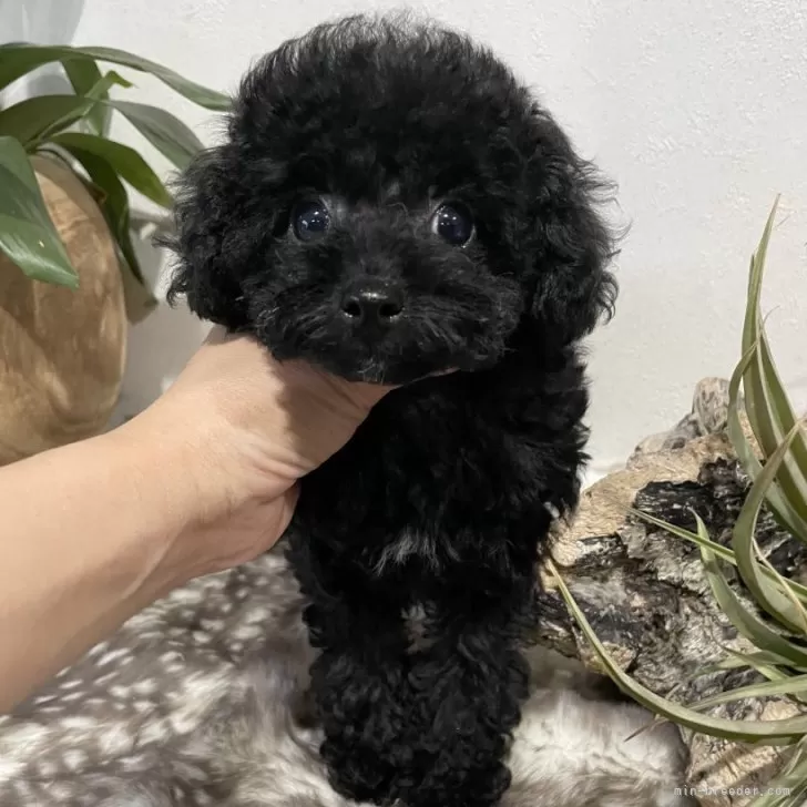 ID：2511-00407の子犬