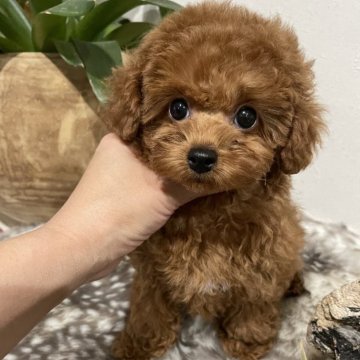 タイニープードル【滋賀県・女の子・2025年8月15日・アプリコット】の写真「性格もお顔もとっても可愛いPrincess👑」