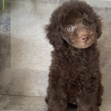 トイプードル(トイ)【滋賀県・男の子・2025年5月21日・ブラウン】の写真「希少ブラウン🤎」