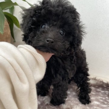 タイニープードル【滋賀県・女の子・2025年8月22日・ブラック】の写真「小ぶりなBLACKの女の子🖤」