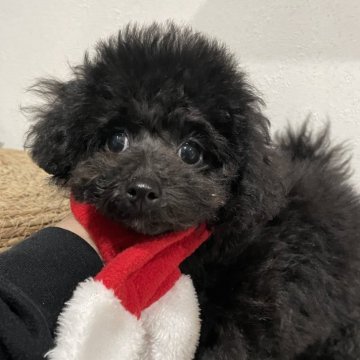 トイプードル(タイニー)【滋賀県・男の子・2025年8月22日・ブラック】の写真「イケメンハーフ顔😍」