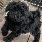 トイプードル(トイ)【滋賀県・男の子・2024年10月27日・ブラック】の写真1「おっとりな性格の僕🖤」