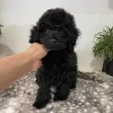 トイプードル(トイ)