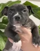 アメリカンピットブルテリア【滋賀県・女の子・2025年1月17日・マホガニー】の写真2「ムチっと🤭」