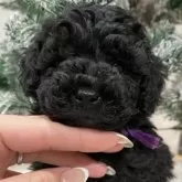トイプードル(トイ)【滋賀県・男の子・2024年10月27日・ブラック】の写真2「毛量がすごい👍」