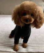 タイニープードル【・女の子・2024年5月2日・アプリコット】