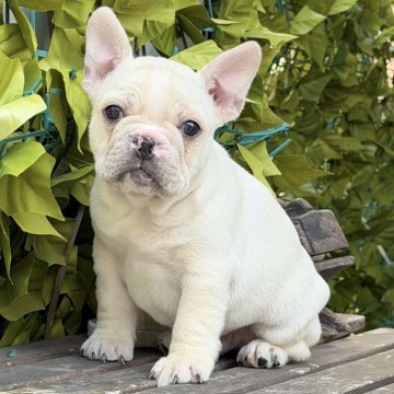 フレンチブルドッグ【香川県・男の子・2025年10月14日・クリーム】の写真「激かわクリーム男の子@カード決済OK」