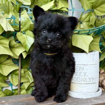 ポメプー(トイプードル×ポメラニアン)【香川県・男の子・2025年10月14日・ブラック】の写真「激レア激かわブラック@カード決済OK」