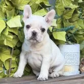 フレンチブルドッグ