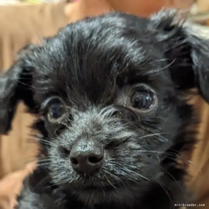 ID:2310-00594の子犬