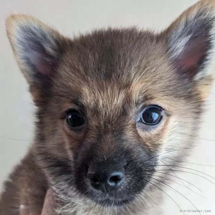 ID：2408-07079の子犬