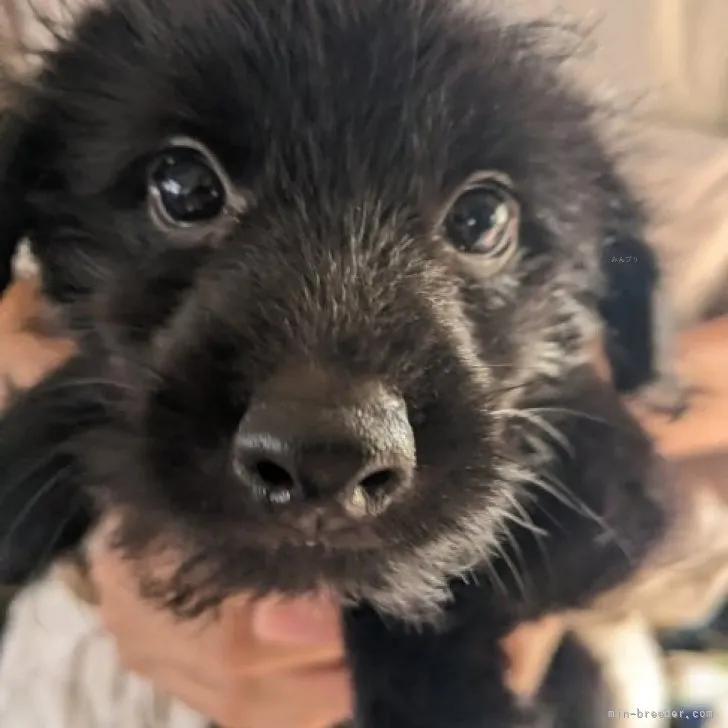 ID：2309-02464の子犬