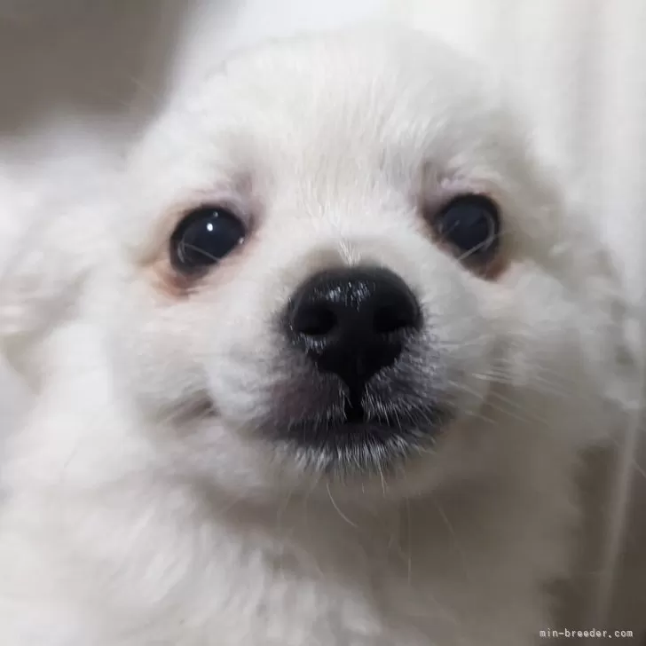 ID:2405-03829の子犬