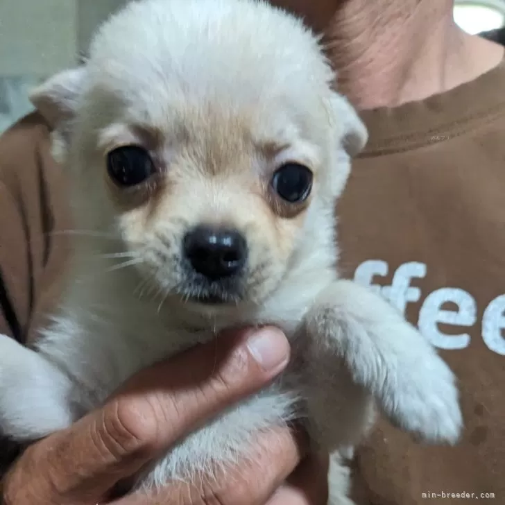 ID：2409-07712の子犬