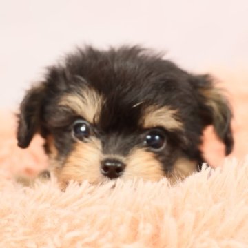 チワプー(チワワ×トイプードル)【東京都・女の子・2024年11月6日・ブラックタン】の写真「極小です。ティーカップサイズの女の子。」