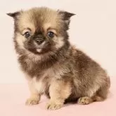 チワワ(ロング)【東京都・男の子・2024年10月31日・フォーン】の写真1「とびきり可愛らしいドワーフタイプの男の子。アップルヘッドでマズルは詰まっています。」