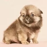 チワワ(ロング)【東京都・男の子・2024年10月31日・フォーン】の写真5