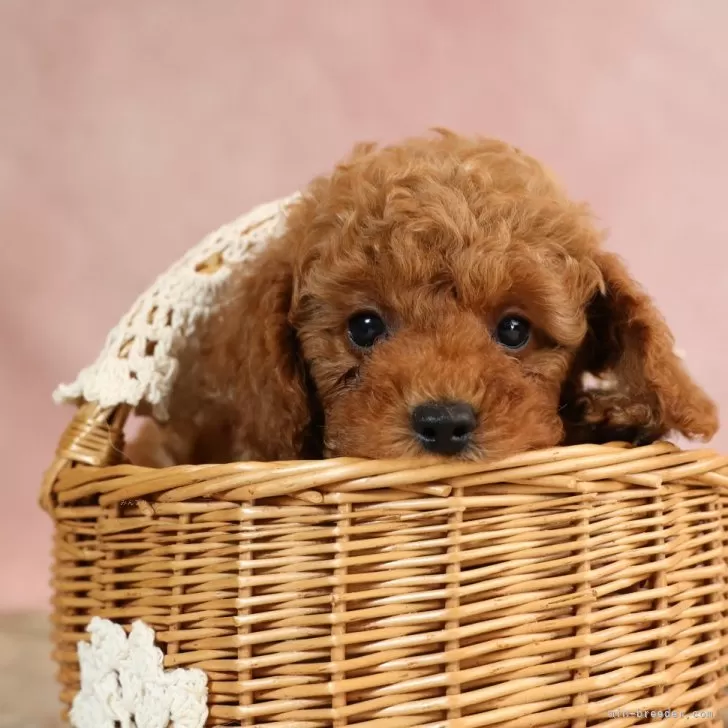 ID：2406-04775の子犬