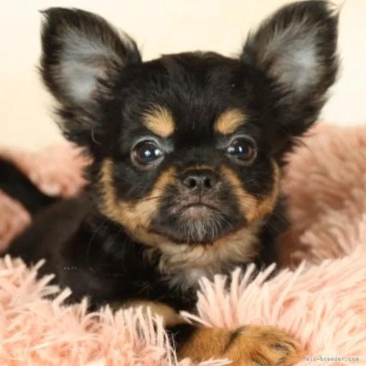 ID：2309-01703の子犬