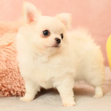 チワワ(ロング)【東京都・男の子・2023年10月28日・ホワイト】の写真「ふわふわの元気クン。見学後引渡し可」