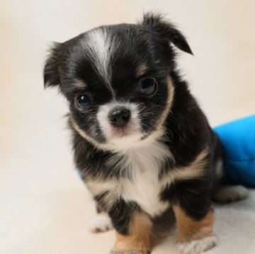 チワワ(ロング)【東京都・女の子・2023年5月27日・ブラックタンアンドホワイト】の写真「面立ち、性格、抜群の愛らしい女の子です。」