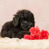 タイニープードル【東京都・男の子・2024年3月18日・ブラック】の写真4「公園デビューの待ち遠しい男の子です。」