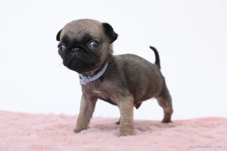 ID:2205-01128の子犬