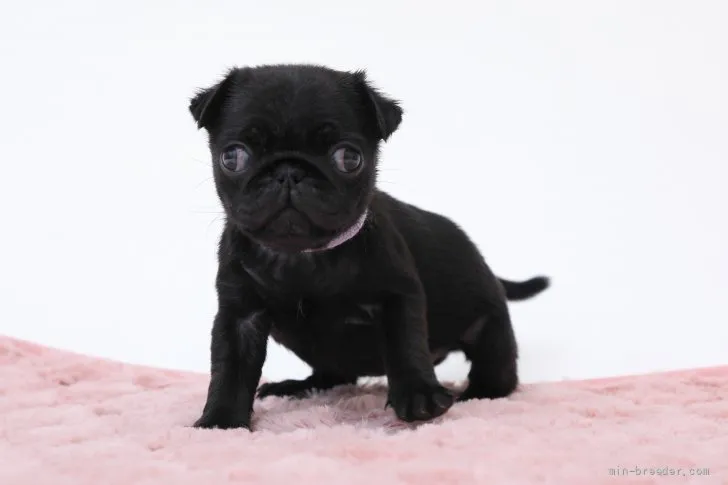 ID:2205-01130の子犬